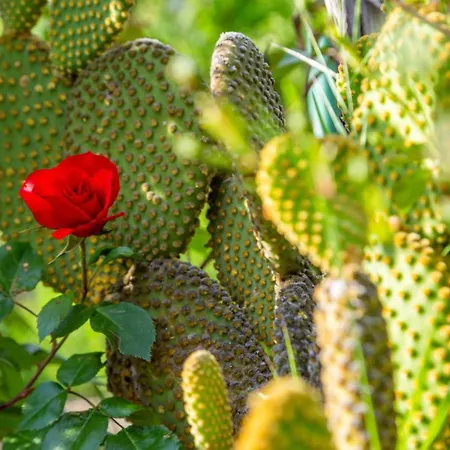 Tatil Evi Cernetic Portorož