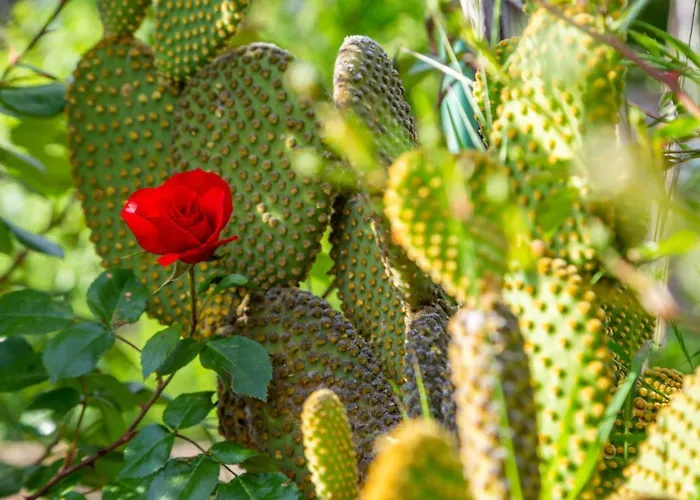 Casa de Férias Cernetic Portorož